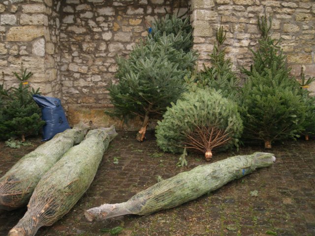 Weihnachtsbaumverkauf 2013